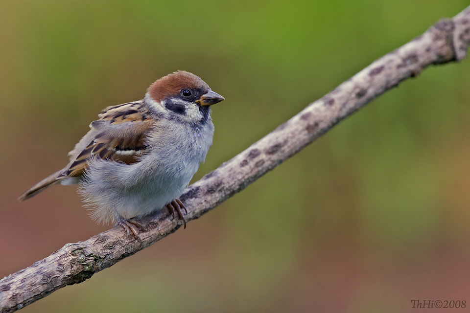 Nur ein Spatz ...!!!!