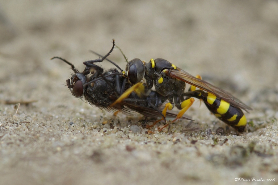 Jagdglück 1   (Kotwespe – Mellinus arvensis)