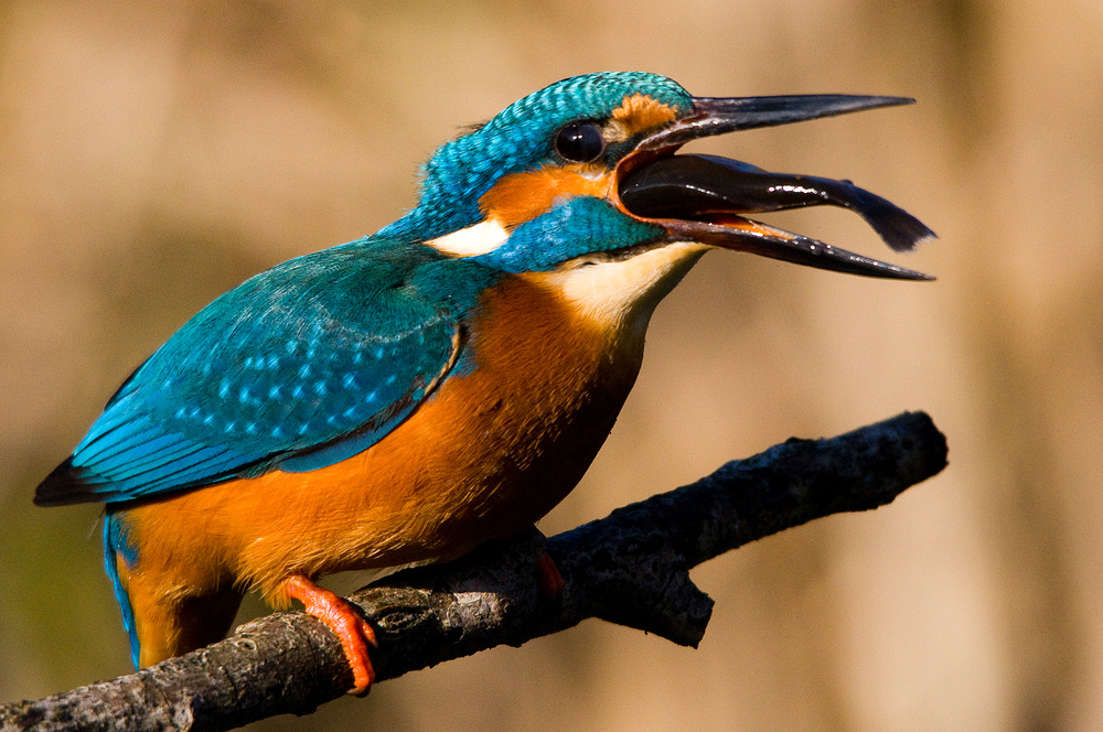 Eisvogel mit Fisch