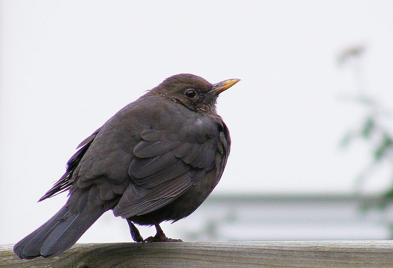 Amsel
