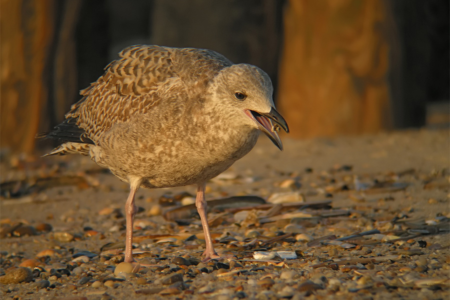 Silbermöwe III