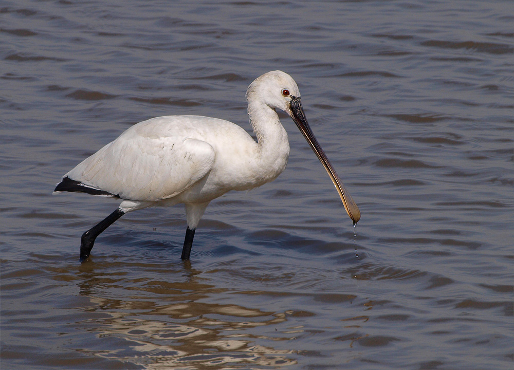 Löffler (Platalea Leucorodia)