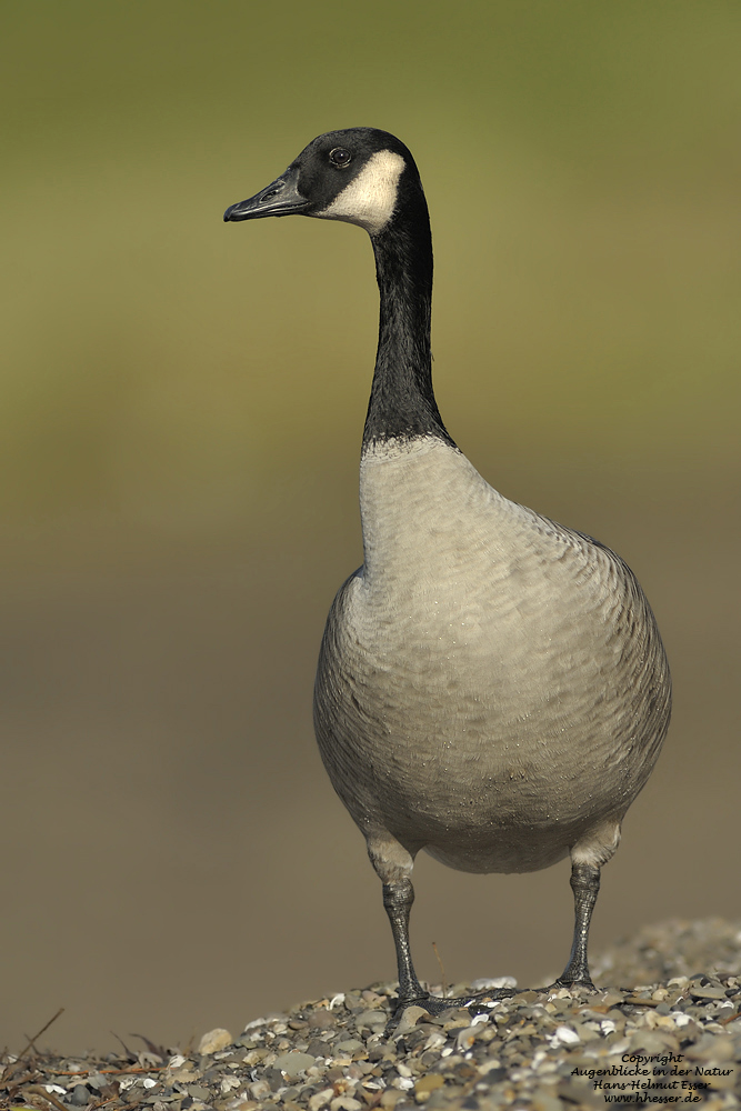 Kanadagans (Branta canadensis)