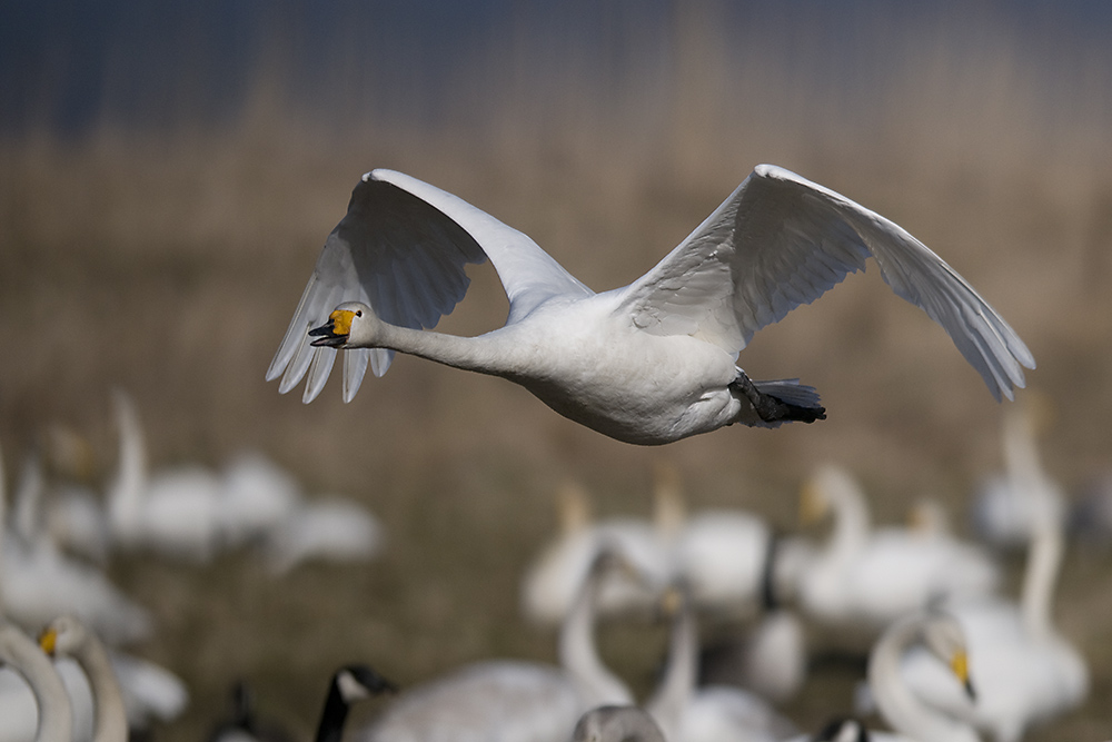 Singschwan am Balzplatz