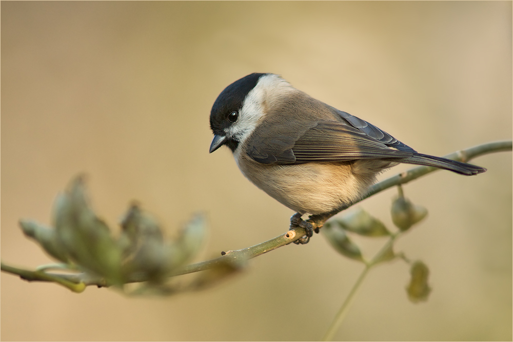 Sumpfmeise (Poecile palustris)