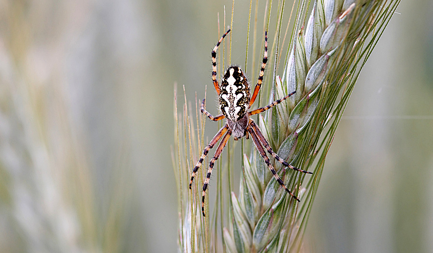 Eichblatt-Radnetzspinne