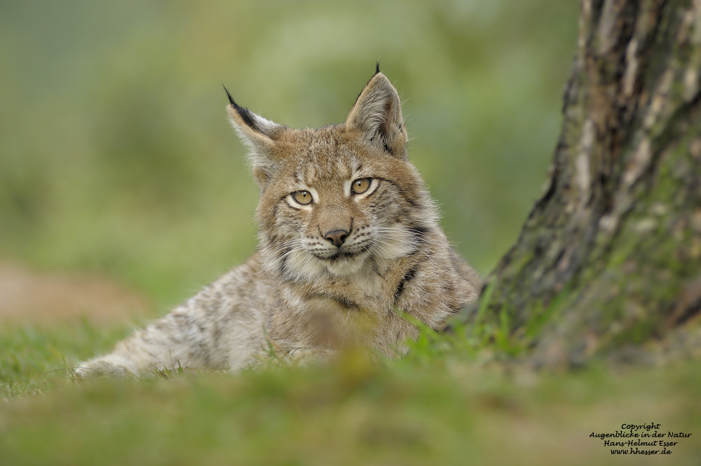 Luchs (Lynx lynx)