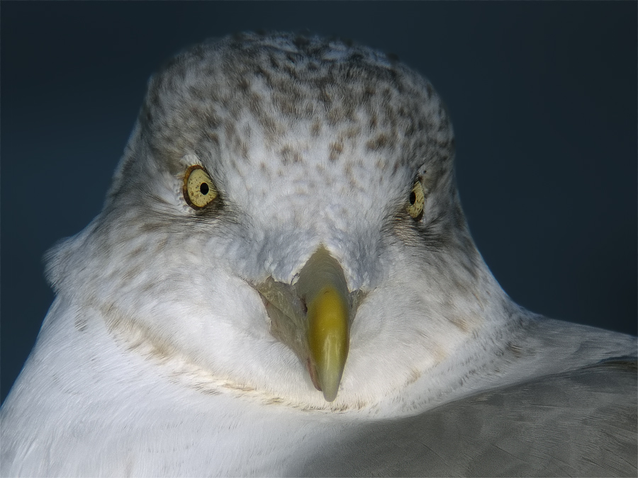 Silbermöwe V
