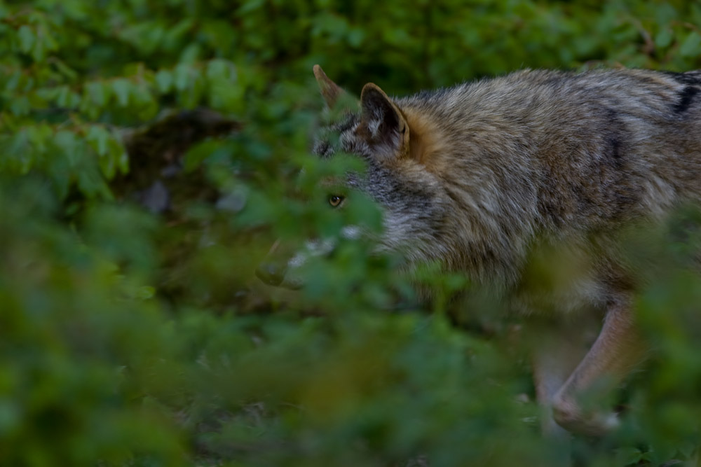 Wolf