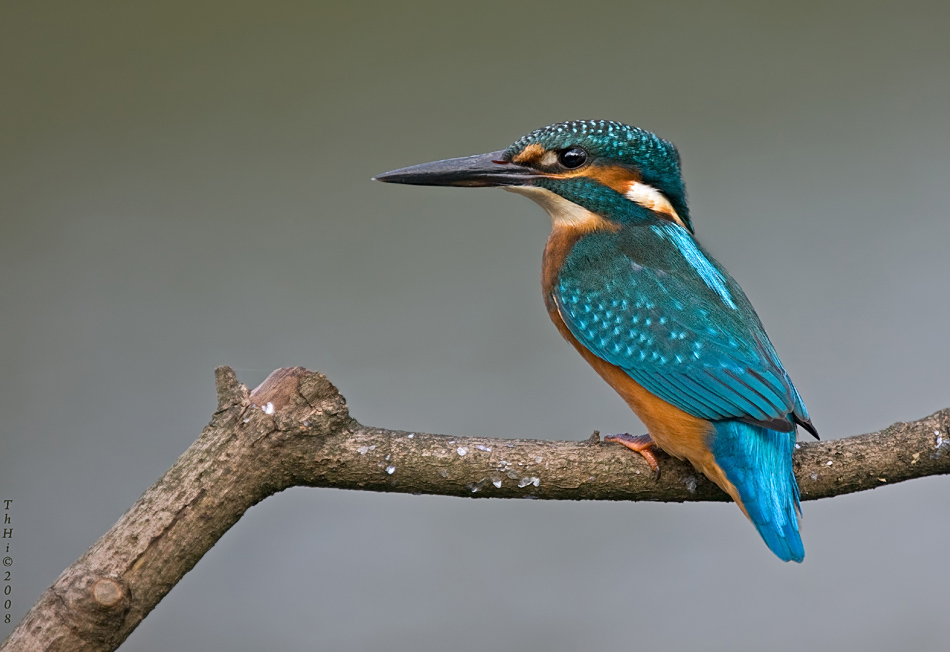 Kingfisher
