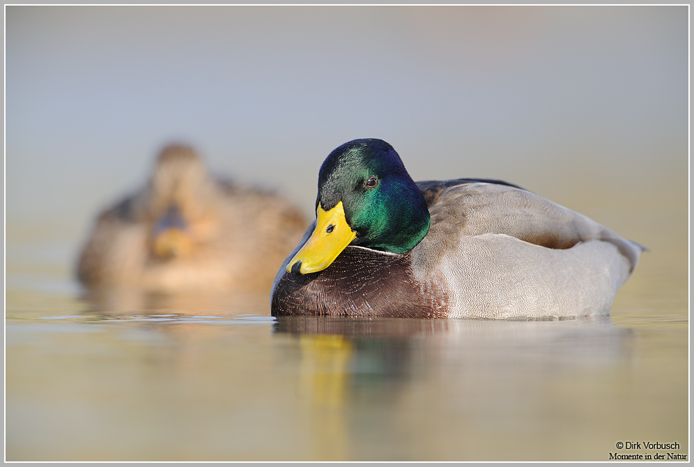 Stockente (Anas platyrhynchos)