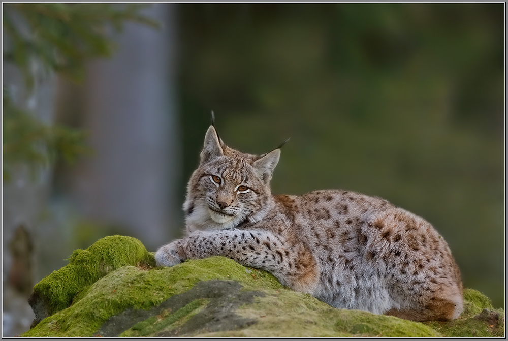 Luchs (Lynx lynx)