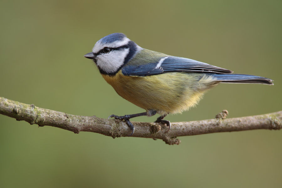 Blaumeise (Cyanistes caeruleus)