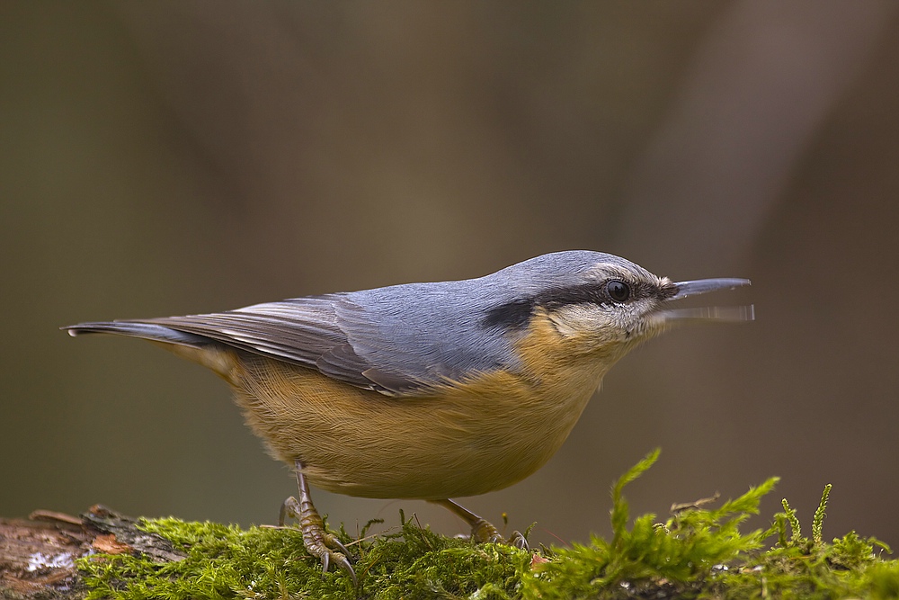 Die „Spechtmeise“ – Kleiber (Sitta europaea)