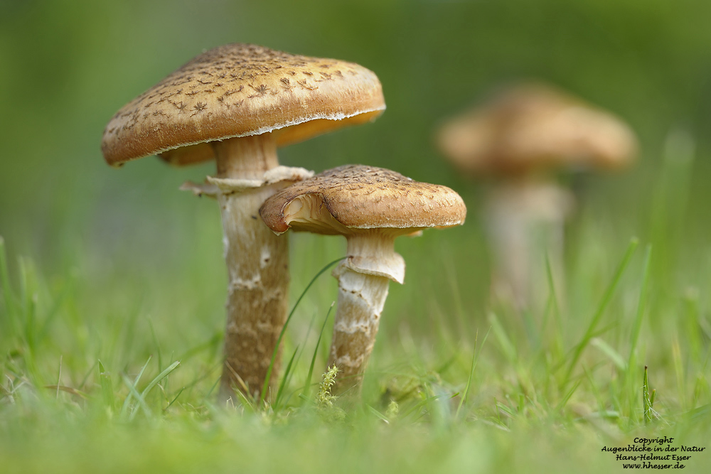 Hallimasch (Armillaria mellea)