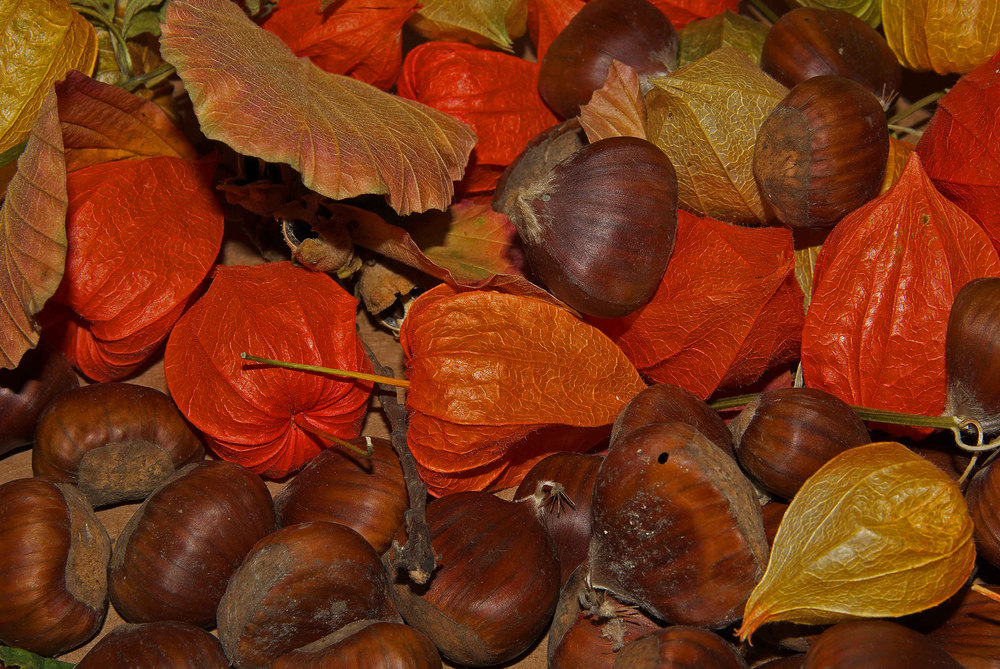 Herbstcollage