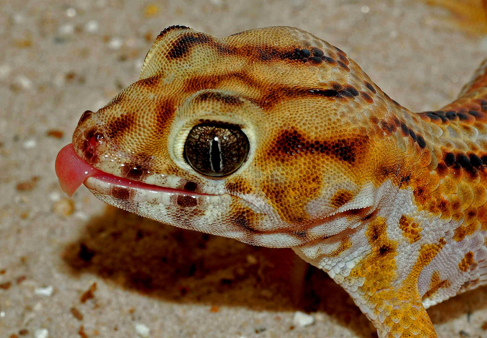 Wundergeckoportrait