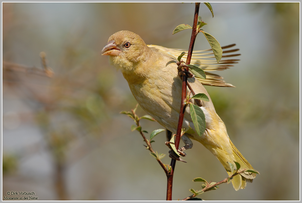 Webervogel (Masked weaver) (Ploceus velatus)