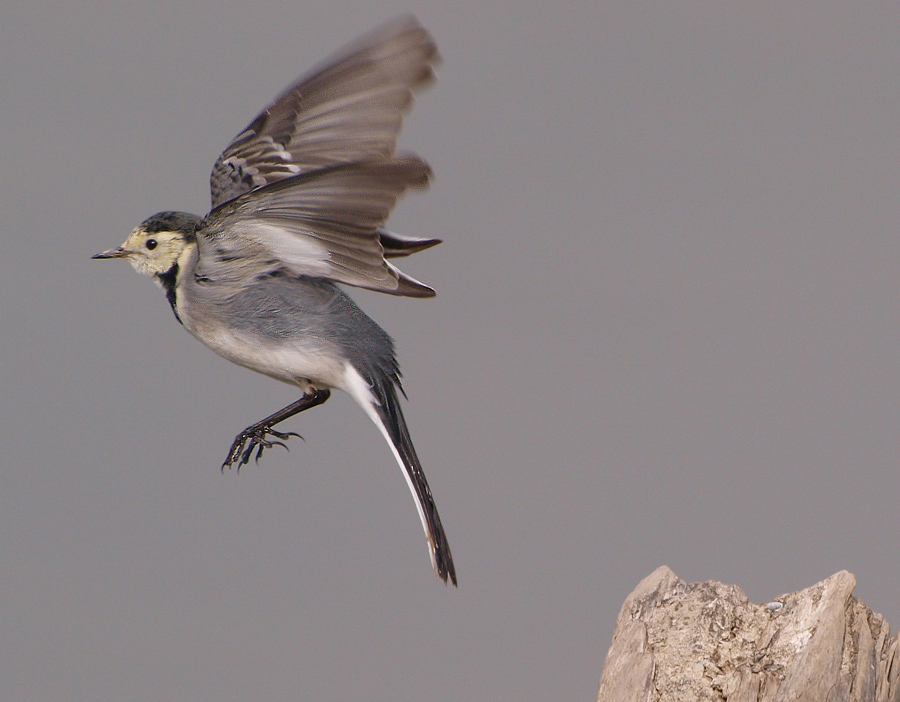 Bachstelze (Motacilla Alba)