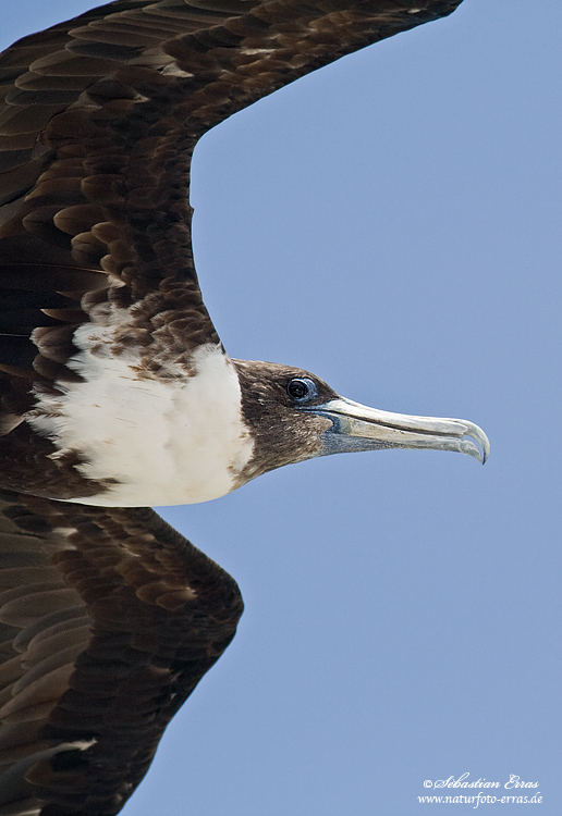 ~ Pachtfregattvogel - Portrait ~