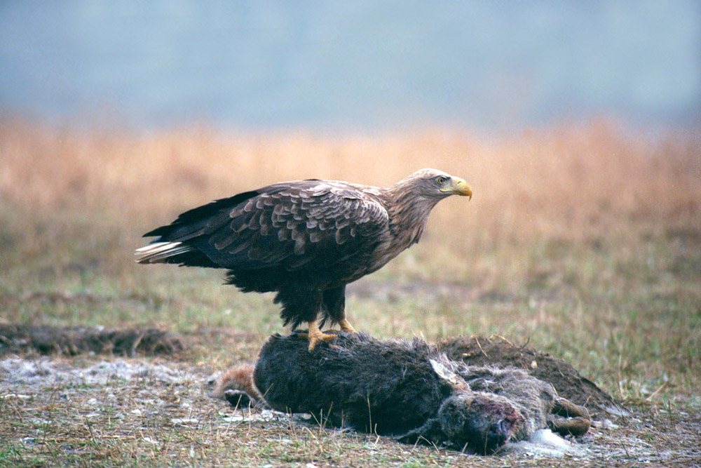 Seeadler am Luder