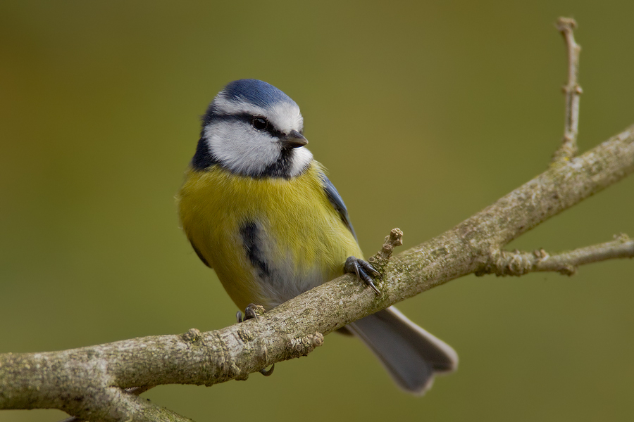 noch eine Blaumeise (Cyanistes caeruleus, früher Parus caeruleus)