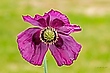 Mohnblume