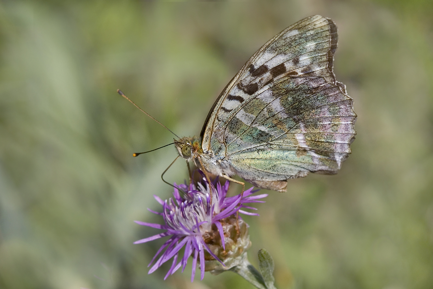 Argynnis paphia  ssp. valesina