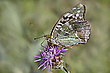 Argynnis paphia  ssp. valesina