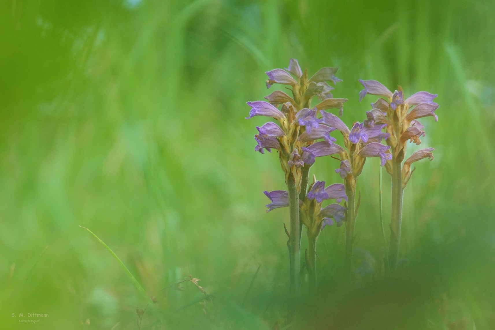 Orobanche coerulescens
