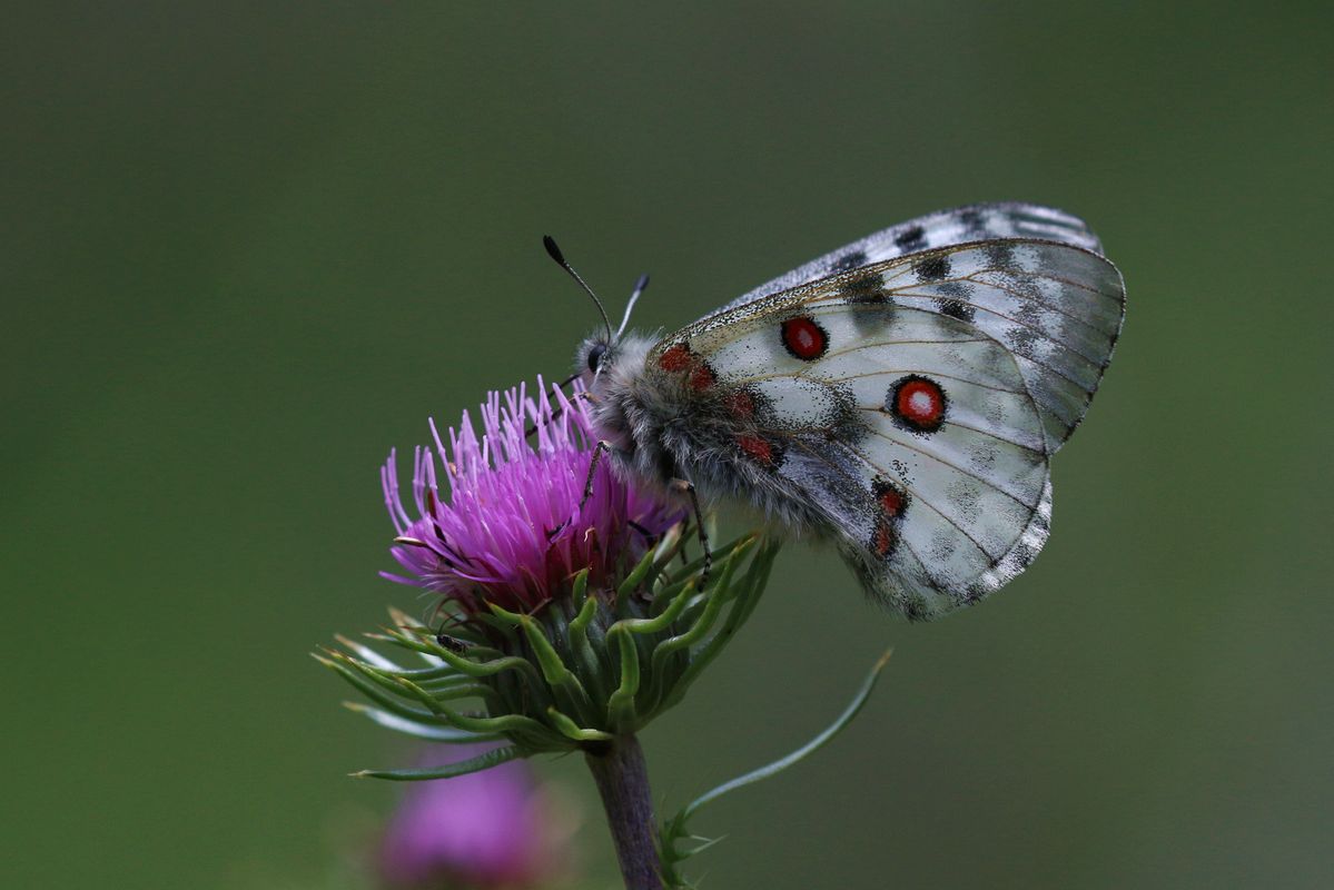 Apollofalter auf Distelblüte