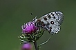 Apollofalter auf Distelblüte