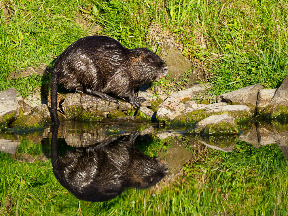 Nutria