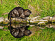 Nutria