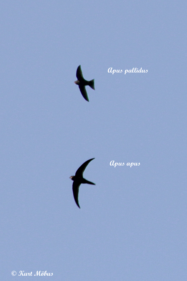 fahlsegler (Forum für Naturfotografen)