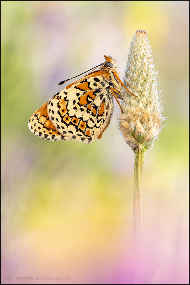 Melitaea cinxia