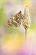 Melitaea cinxia