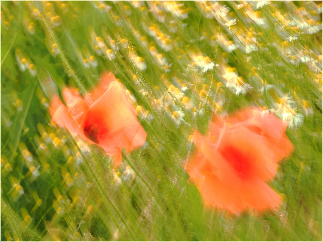 MOHN-Impressionen