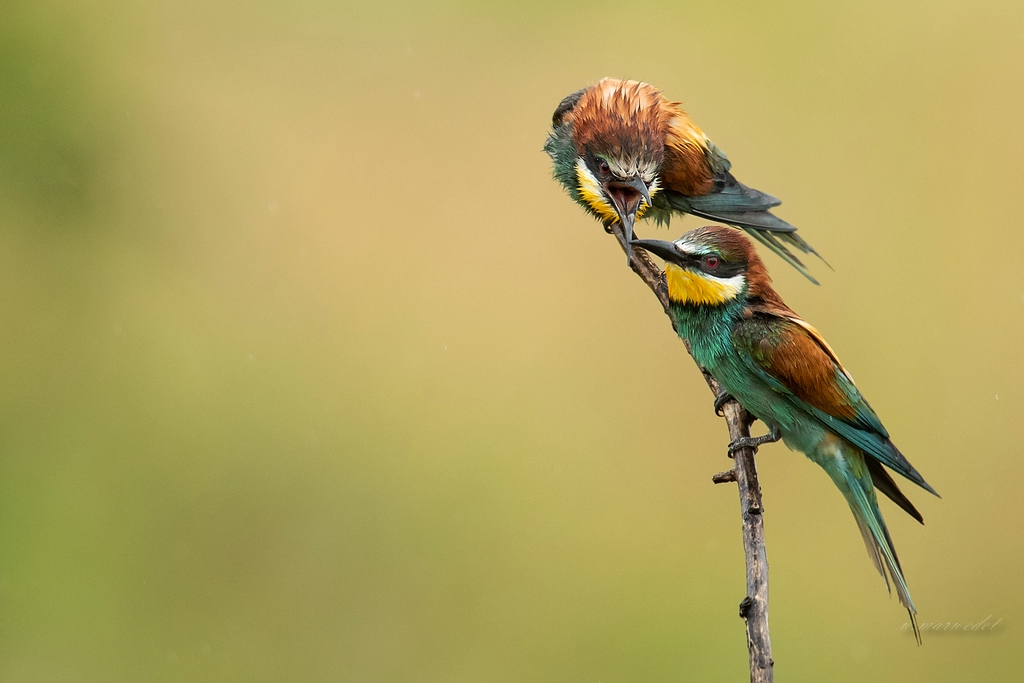 Bienenfresser