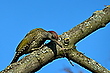 Grünspecht
