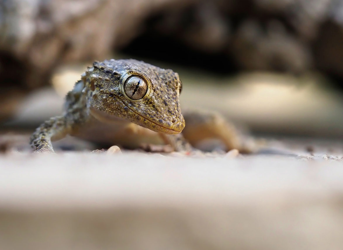 Junger Gecko