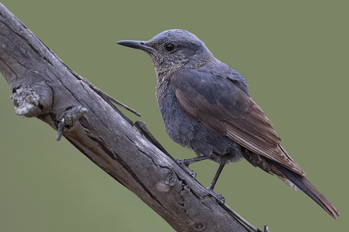 Blaumerle Männchen – Monticola solitarius