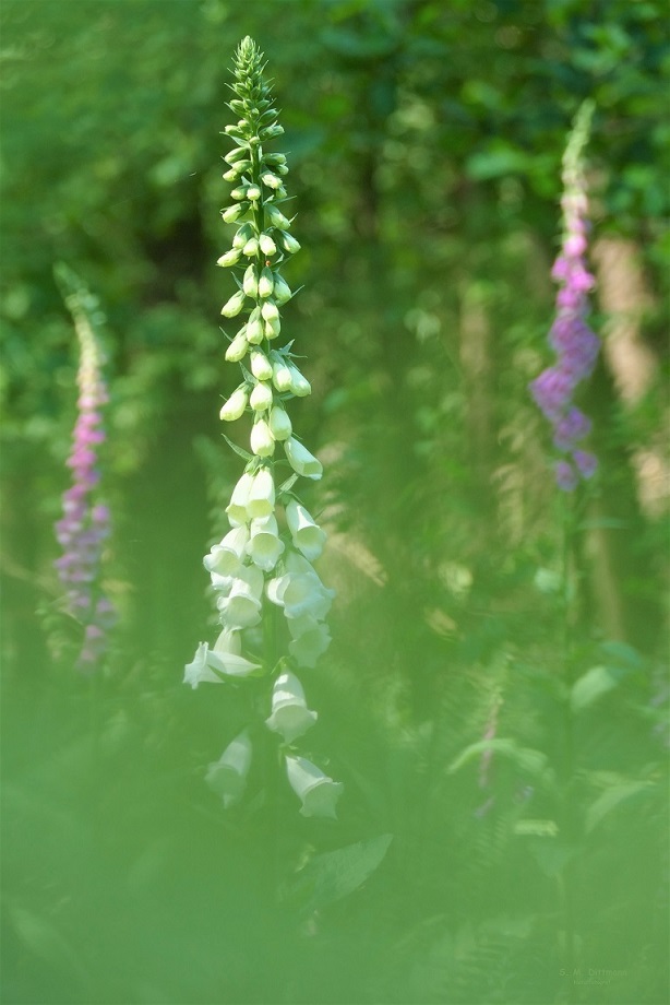 Digitalis purpurea alba