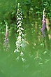 Digitalis purpurea alba