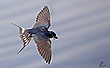 Rauchschwalbe im Flug die 2.
