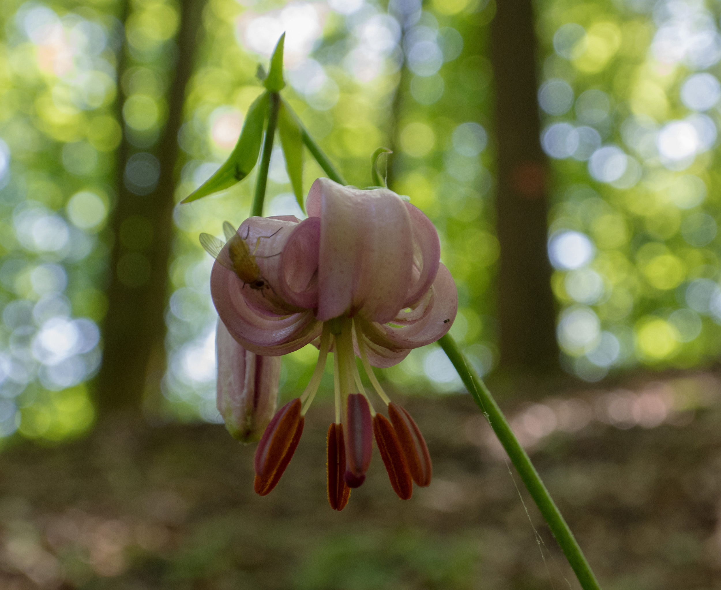 Türkenbundlilie