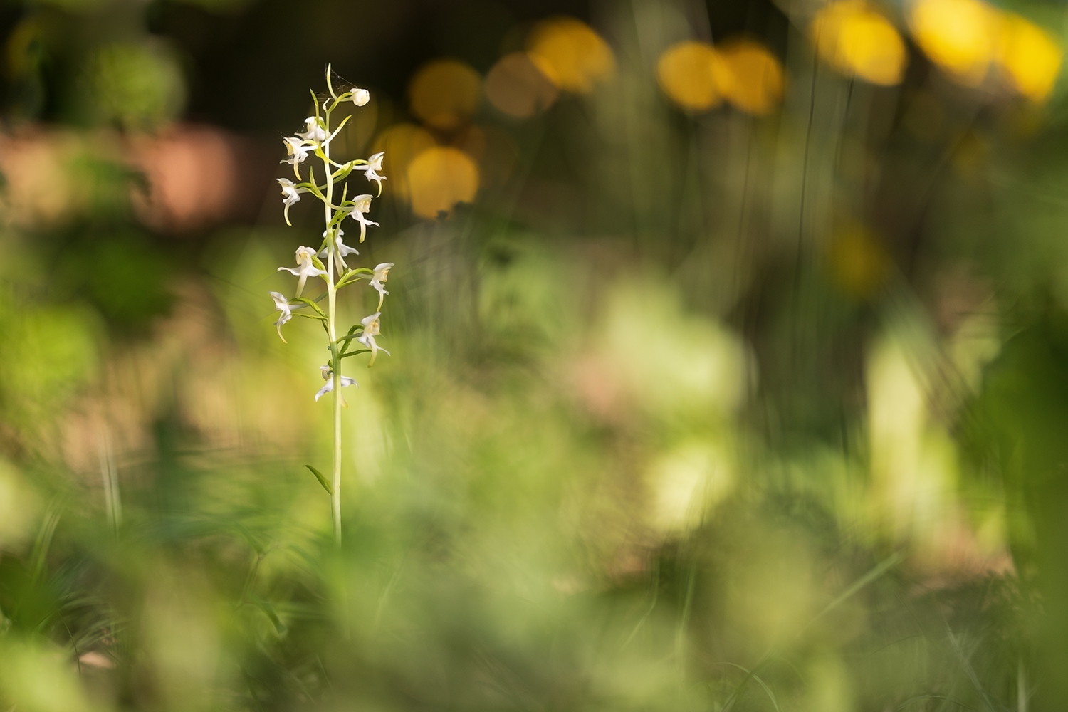 Die grünliche Waldhyazinthe ...