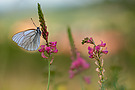 Aporia crataegi