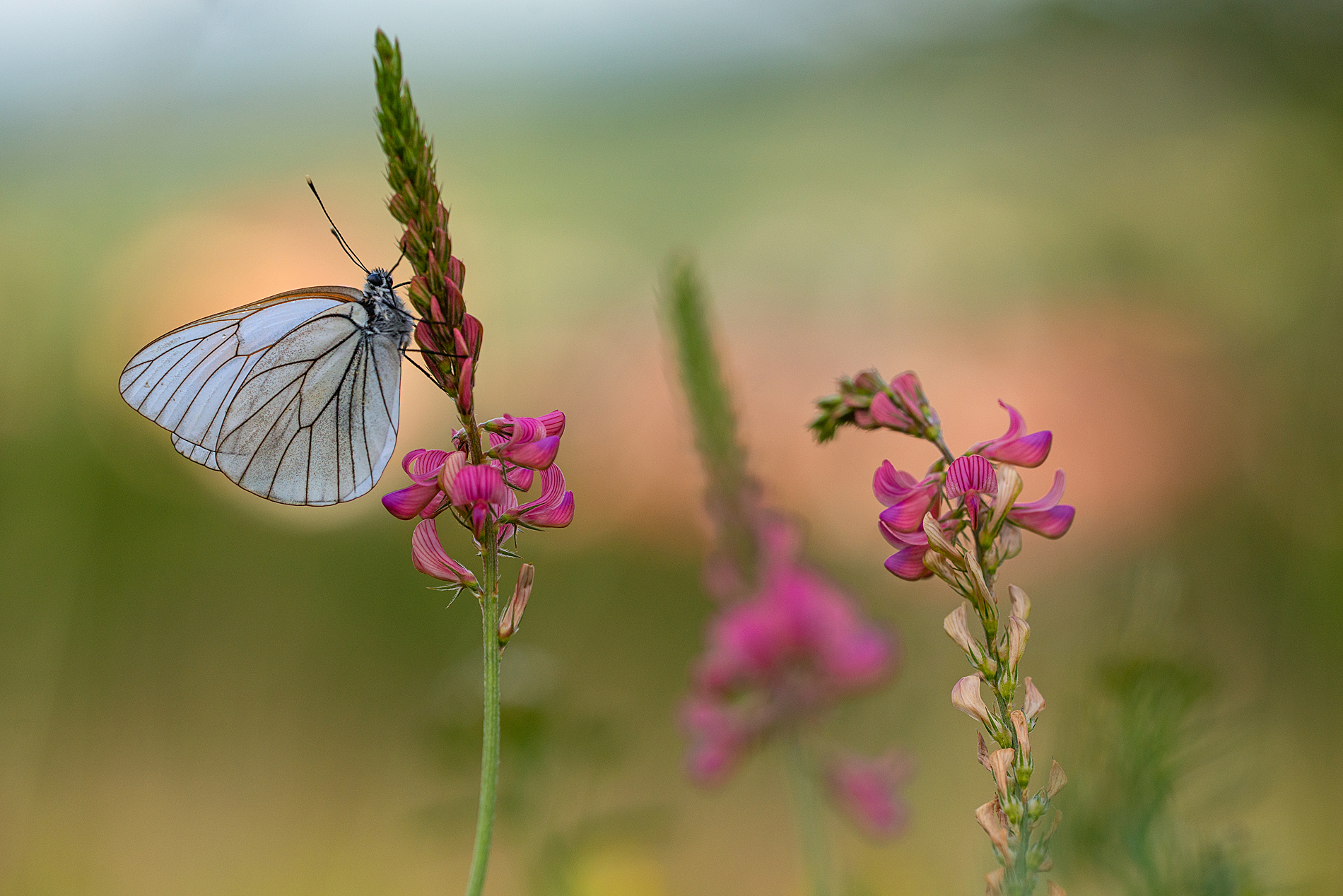 Aporia crataegi