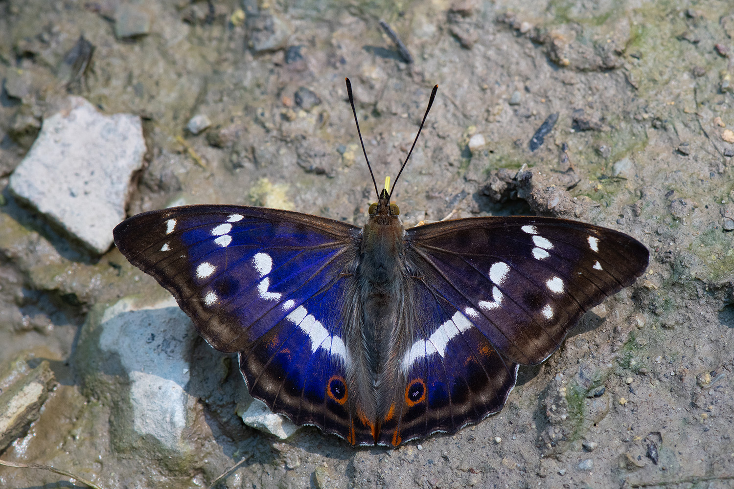 Großer Schillerfalter